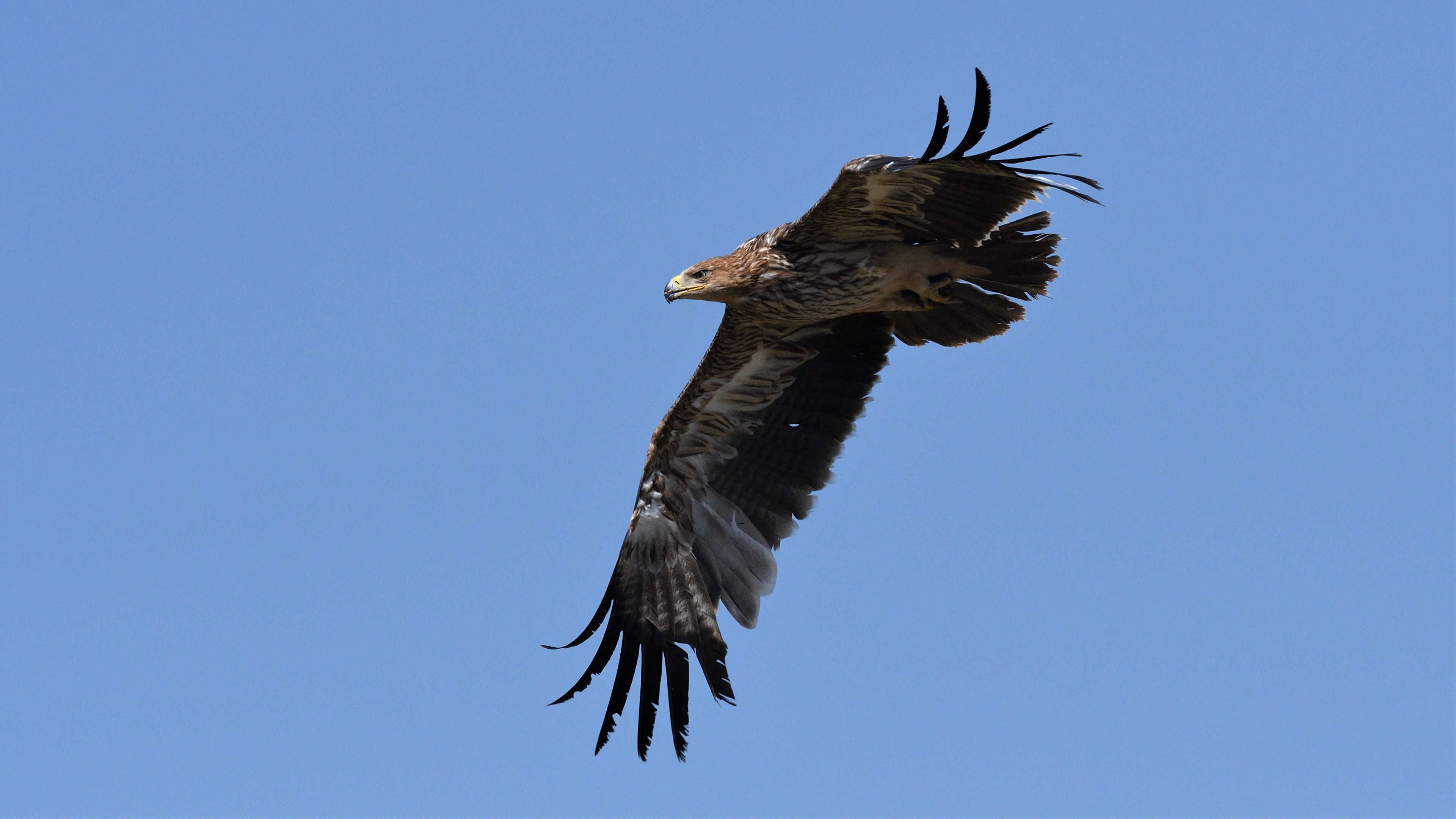 Imperial Eagle